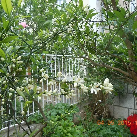 Central Apartment Dubrovnik *