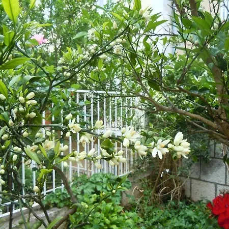 Central Apartment Dubrovnik